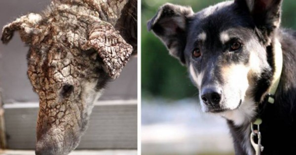 Η ιστορία της Πέτρας της σκυλίτσας που «άνθισε» από την αγάπη εκείνων που την έσωσαν… (βίντεο)