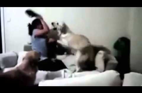Σκυλιά προστατεύουν παιδί από ξυλοδαρμό (Βίντεο)