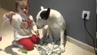 Ένα Μπουλ Τερριέ γίνεται ασθενής για χάρη ενός μικρού κοριτσιού! (Βίντεο)