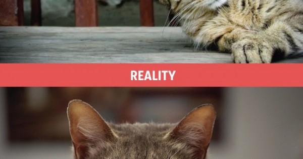 Ένας περήφανος ιδιοκτήτης γάτας: Οι προσδοκίες του απέναντι στην… «ωμή» πραγματικότητα (Εικόνες)