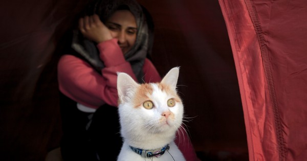 Είναι ο Ταμπούς, ο χαριτωμένος γάτος – πρόσφυγας που ήρθε από τη Συρία (Εικόνες)
