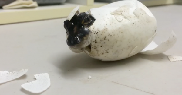 H στιγμή που το μωρό-αλιγάτορας βγαίνει από το αυγό (Βίντεο)