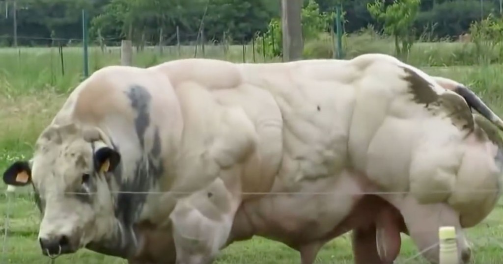 Αυτός ο ταύρος ανατράφηκε για να έχει τεράστιους μυς – Δείτε τι γίνεται όταν περπατά! (Βίντεο)