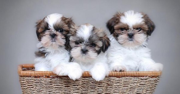 Αυτά είναι τα ομορφότερα «μικρά» σκυλιά του κόσμου [photos]