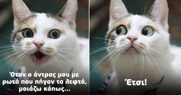 15 ξεκαρδιστικές γάτες με ανθρώπινες εκφράσεις προσώπου (Eικόνες)