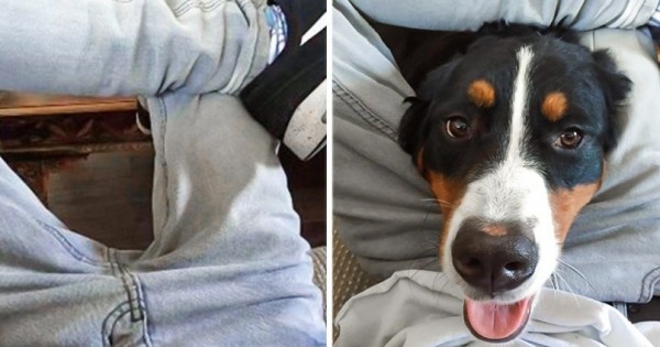 10 ξεκαρδιστικές φωτογραφίες που ΜΟΝΟ όσοι έχουν σκύλο θα καταλάβουν!