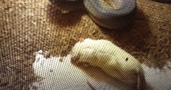 Ανατριχιαστικό: Αυτό συμβαίνει όταν ένα φίδι βλέπει μια μύγα στο κλουβί του! (ΒΙΝΤΕΟ)