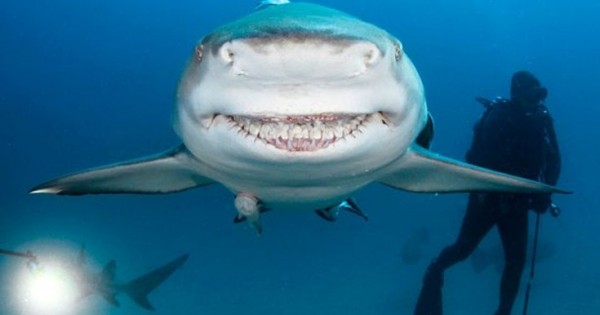 Ο καρχαρίας με το… πλατύ χαμόγελο (Εικόνες)