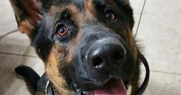 Το συγκινητικό γράμμα μιας 11χρονης για έναν αστυνομικό σκύλο που πέθανε