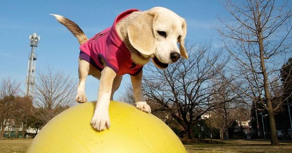 Γνωρίστε τον Purin! Το super beagle! [video]