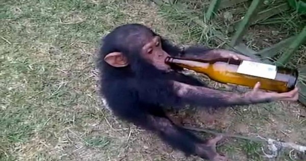 Απάνθρωπο: Δίνουν μπύρα και μεθούν νεογέννητο πιθηκάκι! (βίντεο)