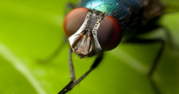 Πώς να απαλλαγείτε από τις μύγες με σπιτικά υλικά
