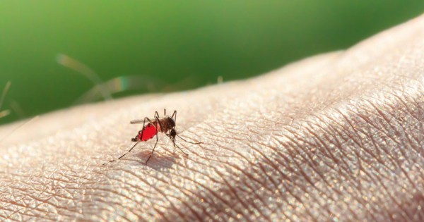 Αυτός είναι ο λόγος που τα κουνούπια προτιμούν να τσιμπούν συγκεκριμένους ανθρώπους και όχι όλους. (Βίντεο)