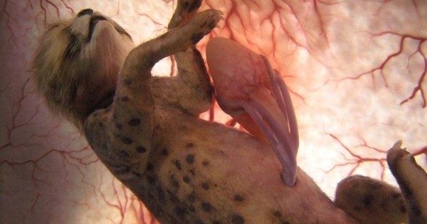 Εντυπωσιακές φωτογραφίες: 15 ζώα στην κοιλιά της μητέρας τους!