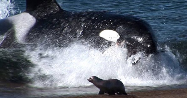 Φάλαινα δολοφόνος βγαίνει κυριολεκτικά στην άμμο για να αρπάξει το θήραμά της (vid)