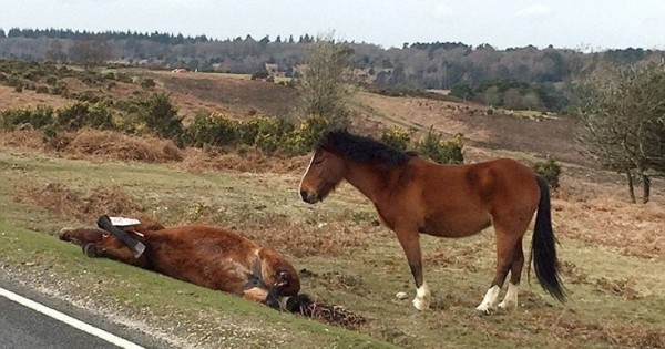 Άλογο πενθεί δίπλα στη νεκρή μητέρα του (Εικόνες)
