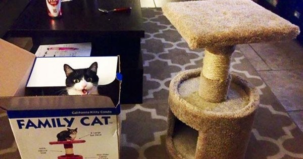 22 γάτες που αντέδρασαν με ξεκαρδιστικό τρόπο στο δώρο που πήραν (Εικόνες)