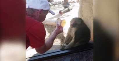 Ένας πίθηκος εντυπωσιάζεται με τα μαγικά κόλπα (Βίντεο)