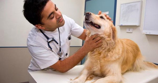Μήπως ήρθε η ώρα να πας τον σκύλο σου στον κτηνίατρο;