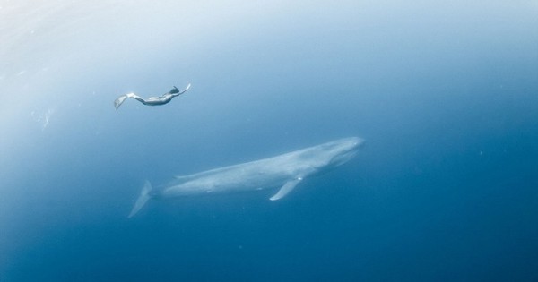Κολυμπώντας με μια γαλάζια φάλαινα (Εικόνες)