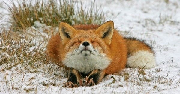 25 υπέροχες αλεπούδες λένε αντίο στον χειμώνα και καλωσορίζουν την άνοιξη!