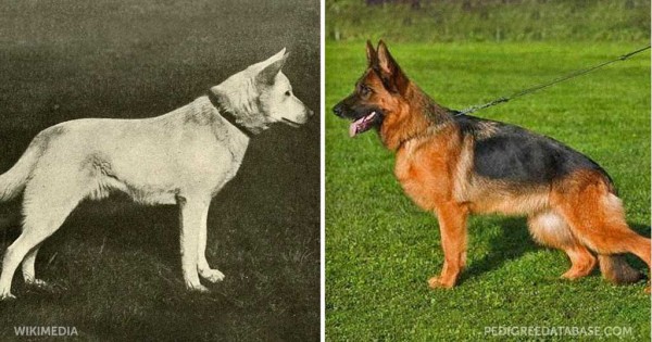 Πως άλλαξαν 12 ράτσες σκύλων μέσα στα τελευταία 100 χρόνια εκτροφής τους.