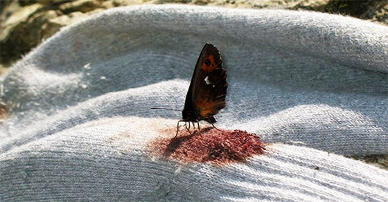 Αυτό το μυστικό για τις πεταλούδες θα σας κάνει να τις δείτε με άλλο μάτι! (Εικόνες)