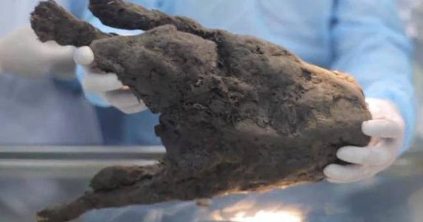 Ασύλληπτο: Επιστήμονες «επαναφέρουν στη ζωή» κουτάβι που πάγωσε πριν από 12.400 χρόνια! (video)