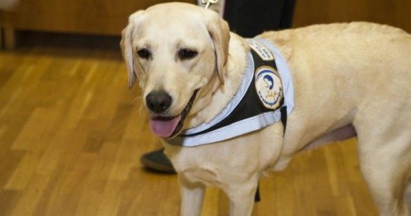 Υπάλληλος του μετρό απαγόρευε παρανόμως την είσοδο σε συρμό εκπαιδευτή και εκπαιδευόμενου σκύλου οδηγού τυφλών