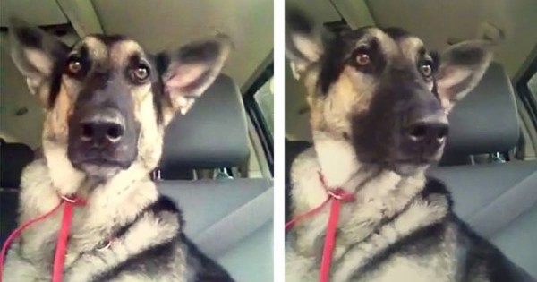 Η αντίδραση αυτού του σκύλου όταν ακούει το αγαπημένο του τραγούδι είναι αξιολάτρευτη! (βίντεο)
