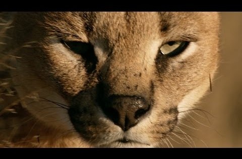 Βίντεο: Δείτε σε σούπερ αργή κίνηση γιατί οι γάτες πέφτουν πάντα με τα πόδια