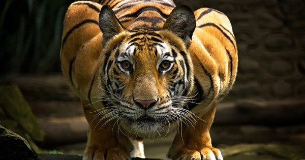 20 φωτογραφίες που αποδεικνύουν το μεγαλείο της τίγρης.