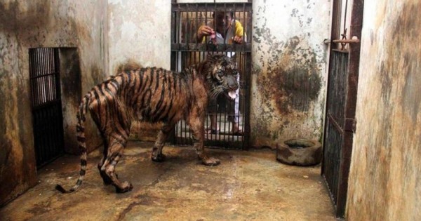 Εικόνες Ντροπής: “Ο Ζωολογικός Κήπος του Θανάτου”. Τους Πετάνε ένα Κομμάτι Κρέας και…