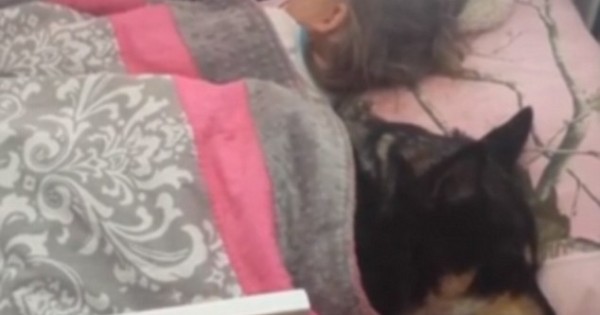 Έψαχνε παντού τον σκύλο της και εκείνος κοιμόταν κρυφά με το μωρό! (BINTEO)