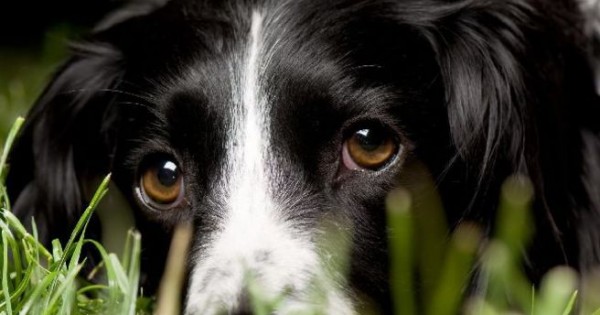 Γιατί οι σκύλοι κλέβουν τις καρδιές των ανθρώπων με το βλέμμα τους