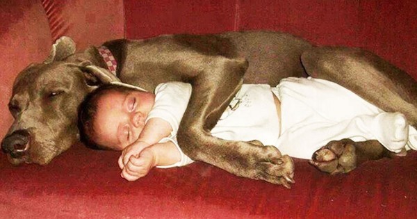 23 φωτογραφίες που τονίζουν την ξεχωριστή σχέση μεταξύ παιδιών και σκύλων.