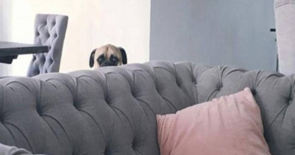 Ο σκύλος που παρακολουθεί τη γυναίκα του αφεντικού του και έγινε viral (φωτό)