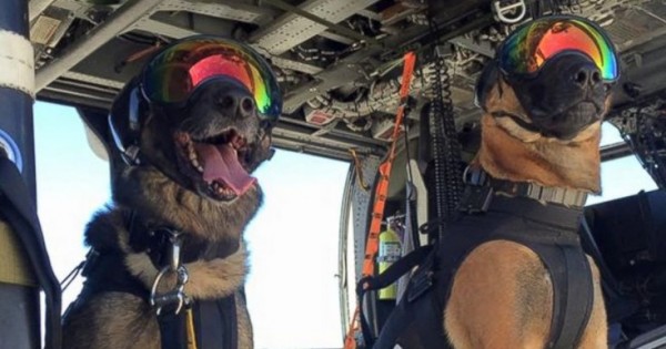 Τα ειδικά σκυλιά που μόλις ολοκλήρωσαν την εκπαίδευσή τους στα ελικόπτερα (Εικόνες)