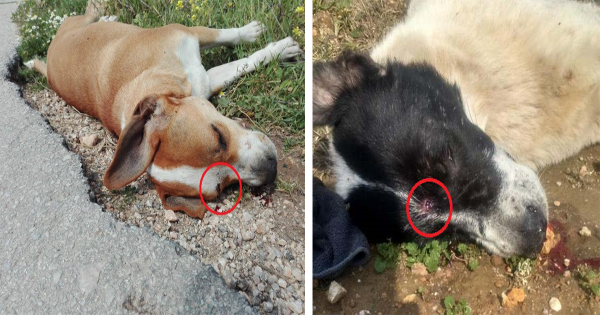Άλλα 2 σκυλιά νεκρά πυροβολημένα στο κεφάλι έξω από το Δημοτικό Κυνοκομείο Ραφήνας – Πικερμίου (Εικόνες)