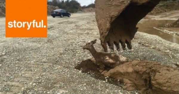 Ελαφάκι είχε εγκλωβιστεί μέσα στη λάσπη – Δείτε τον τρόπο που διασώθηκε (vid)