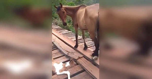 Ένας άνδρας έσωσε το αβοήθητο αλογάκι που παγιδεύτηκε σε μια γέφυρα (Βίντεο)