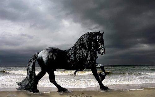 Ο Μέγας Φρειδερίκος και η απίστευτη χαίτη του – ίσως το πιο όμορφο άλογο που έχετε δει…