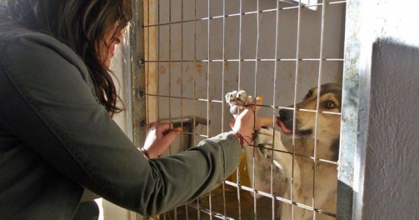 Η Ναταλία Γερμανού επισκέφθηκε το Καταφύγιο Αδέσποτων Ζώων στο Μαρκόπουλο Αττικής