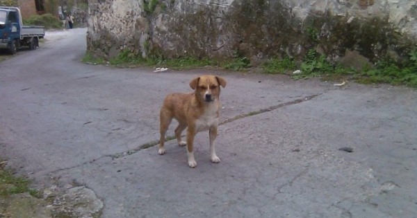 Ένα αδέσποτο σκυλί νεκρό από φόλα στο Σκουτάρο Λέσβου