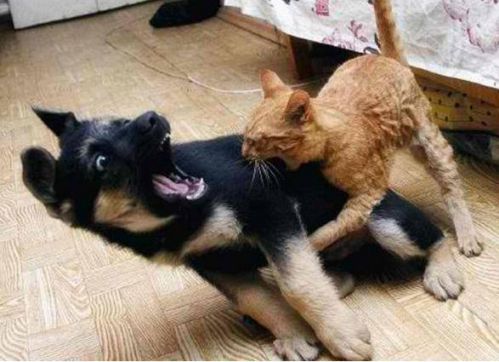 Σκύλος Γάτα VS Σκύλος Γάτα 