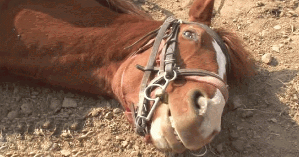Αυτό το άλογο κάθε φορά που κάποιος προσπαθεί να το ιππεύσει, ξαπλώνει και προσποιείται ότι πέθανε