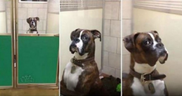 Βίντεο: Το βλέμμα αυτού του σκύλου που πήγε στον κτηνίατρο τα λέει όλα