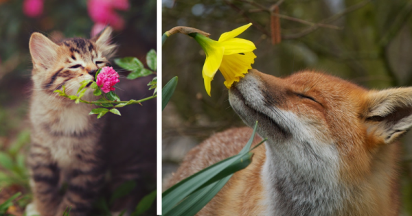 Οι πιο γλυκές φωτογραφίες της μέρας: αξιολάτρευτα ζωάκια μυρίζουν λουλούδια!