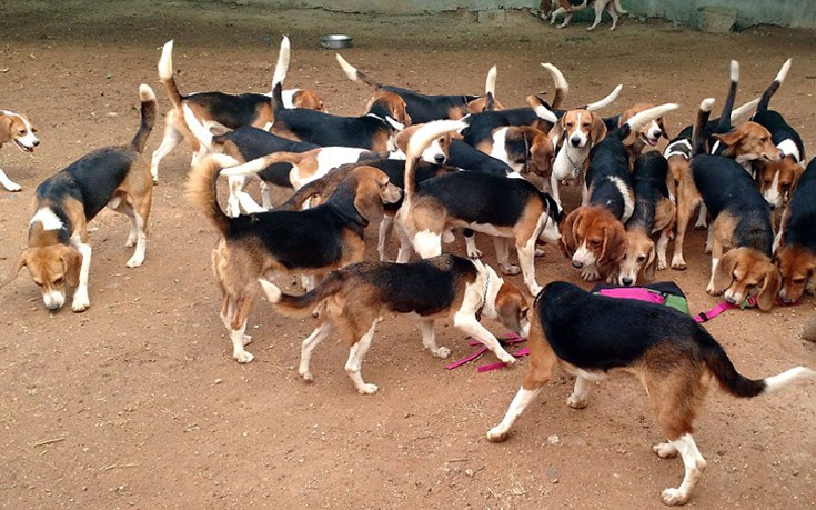 Σκύλοι πειραματόζωα Beagle 