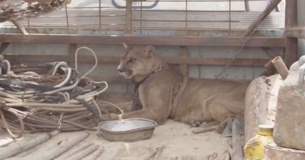 Ξεχασμένο λιοντάρι τσίρκου ζούσε 20 χρόνια σε ένα παλιό φορτηγό. Δείτε την αντίδρασή του, όταν τον απελευθερώνουν!